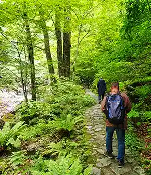 Private walking tour guests on a green forest stone path in rural Yamanashi Japan