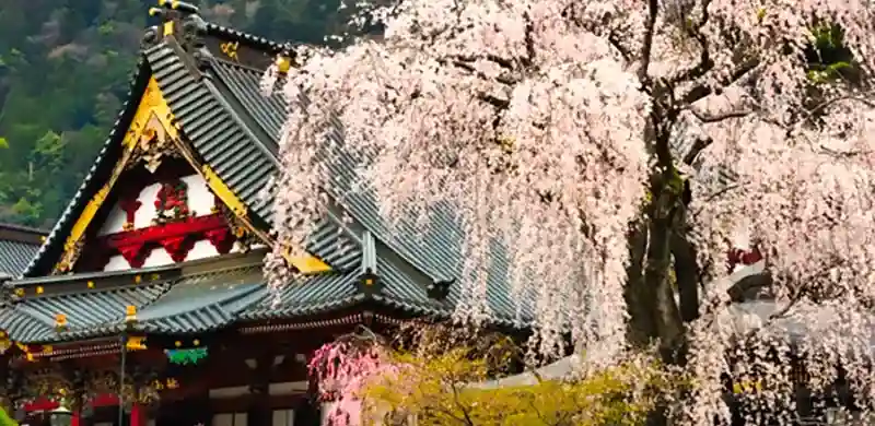 Minobu Kuonji temple walking experience with cherry blossoms in Yamanashi